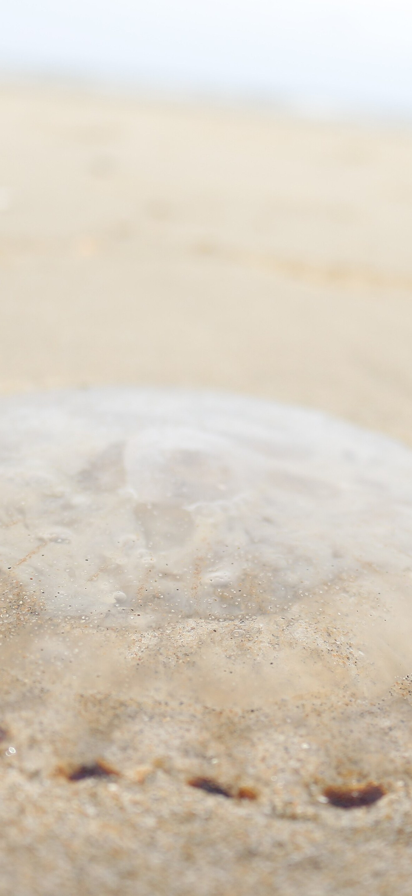 Jellyfish on the beach