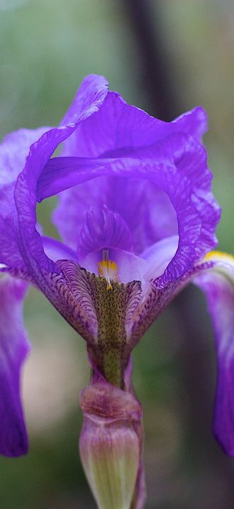 Delicate Entrance
