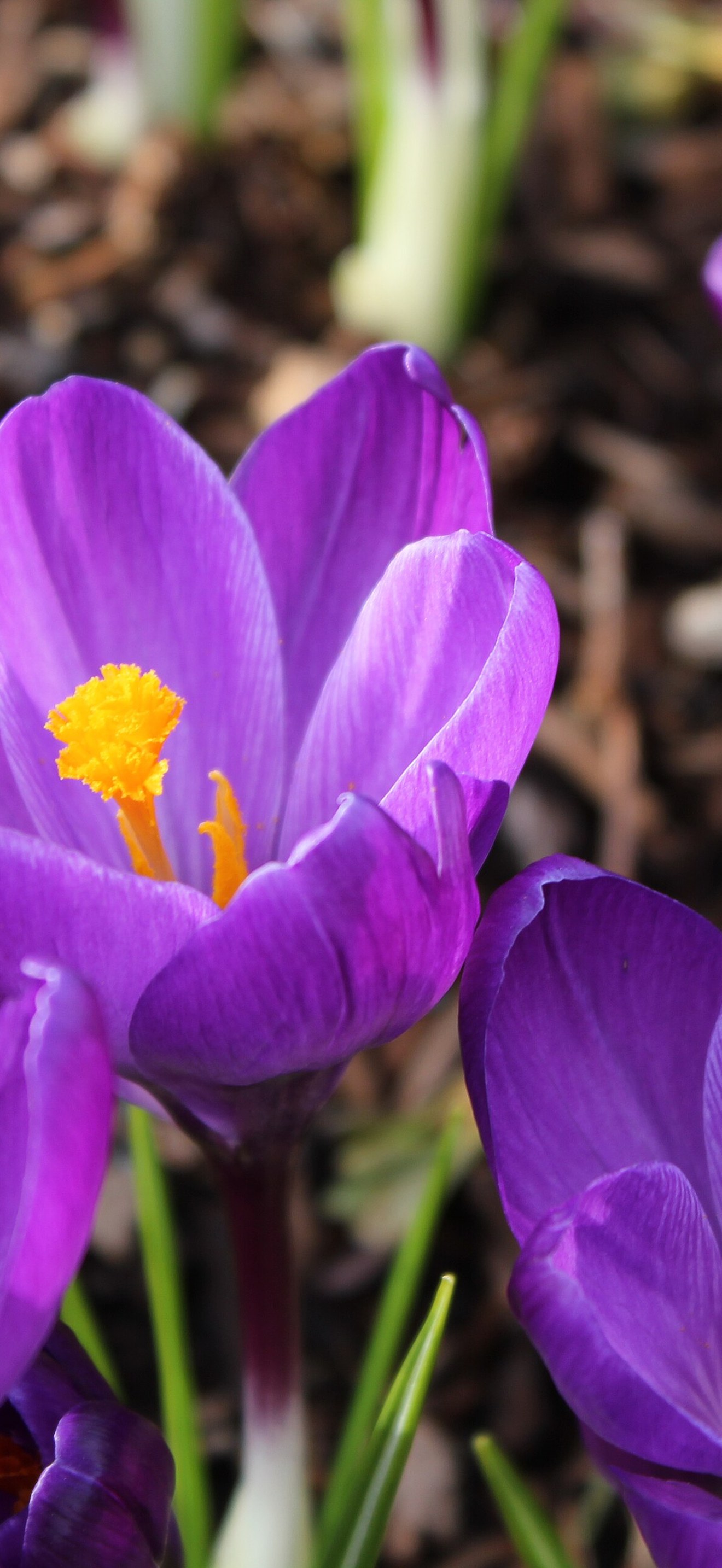 Some crocus in our garden
