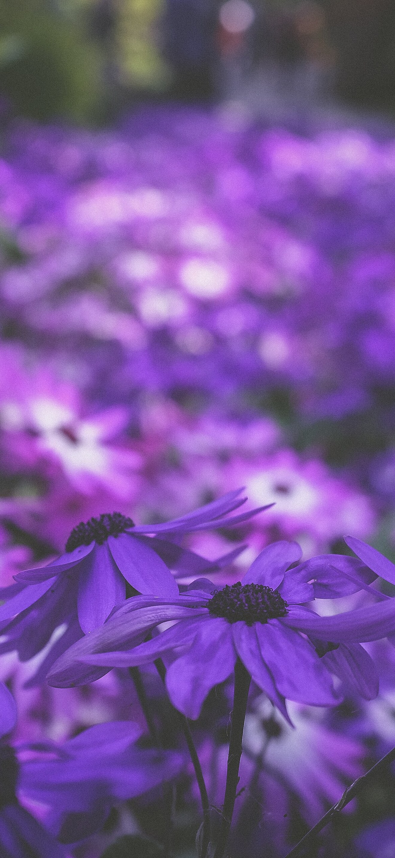 Fragrant flower bed