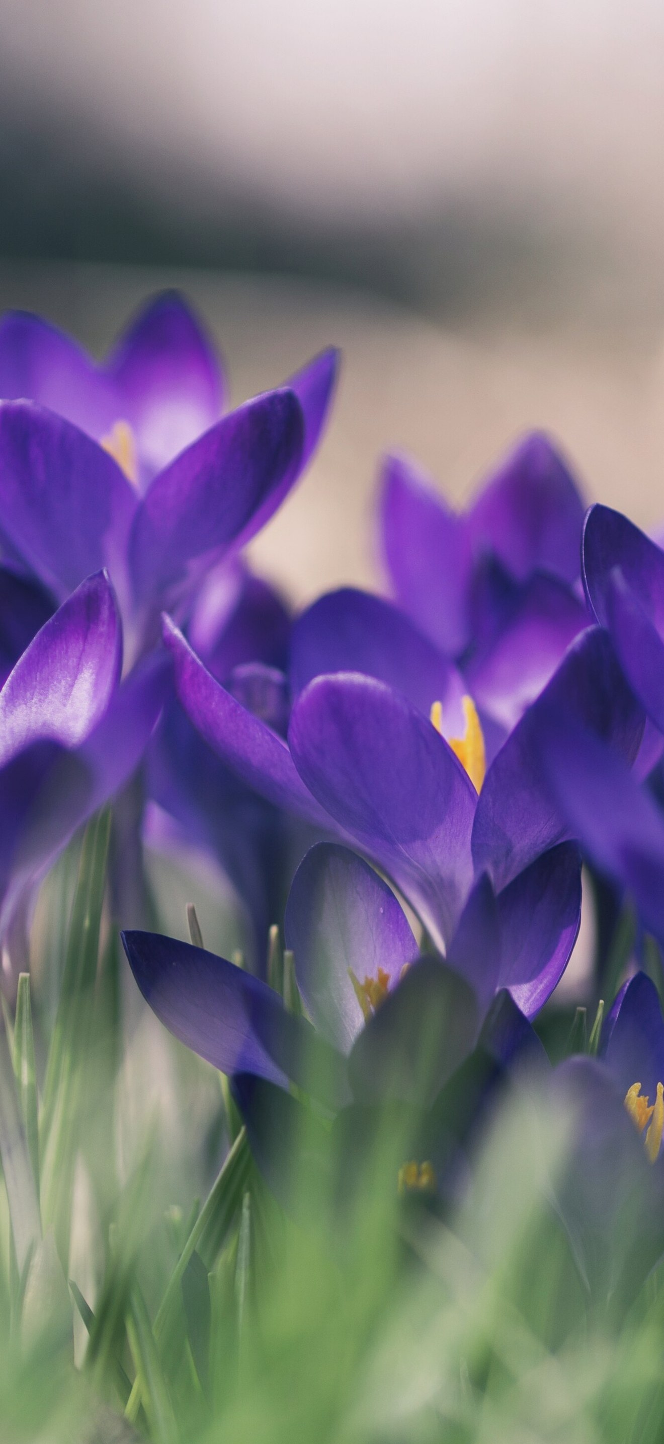 Purple crocuses in grass