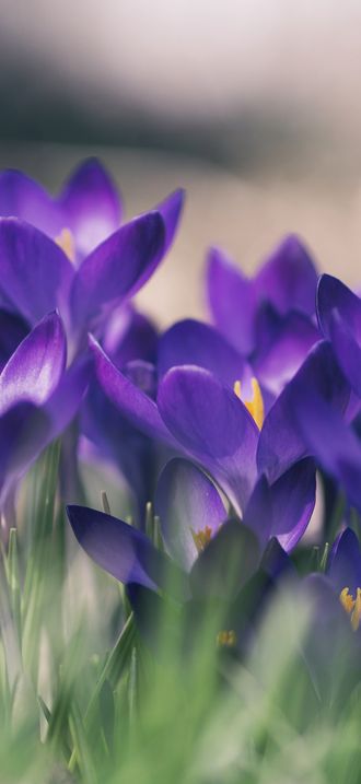 Purple crocuses in grass