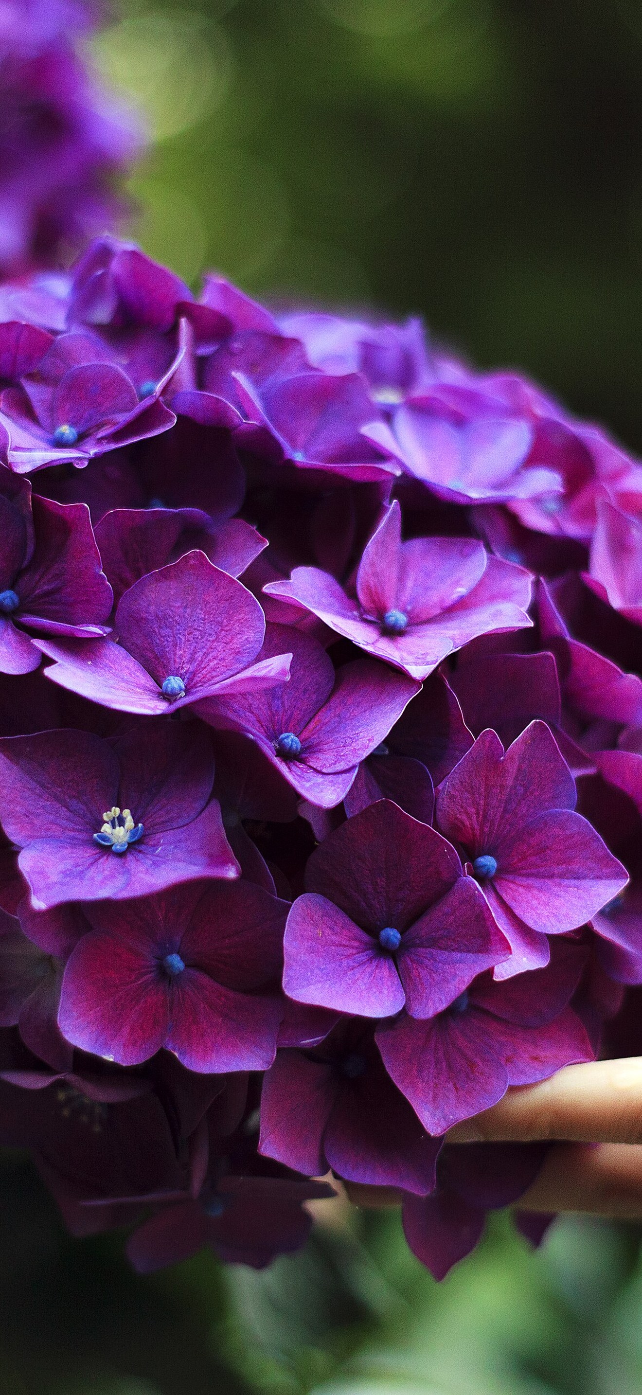 Touching purple hydrangea