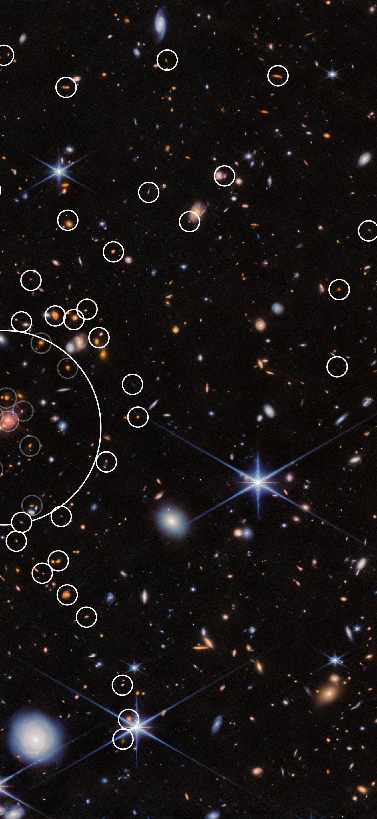 Galaxy distribution in the Spiderweb Protocluster