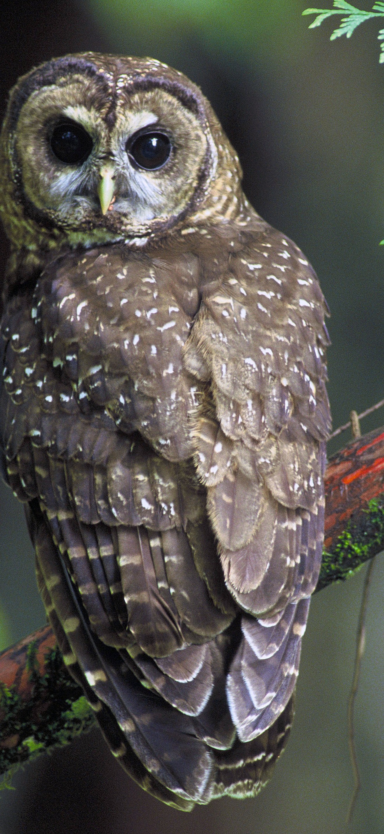 Northern Spotted Owl.USFWS