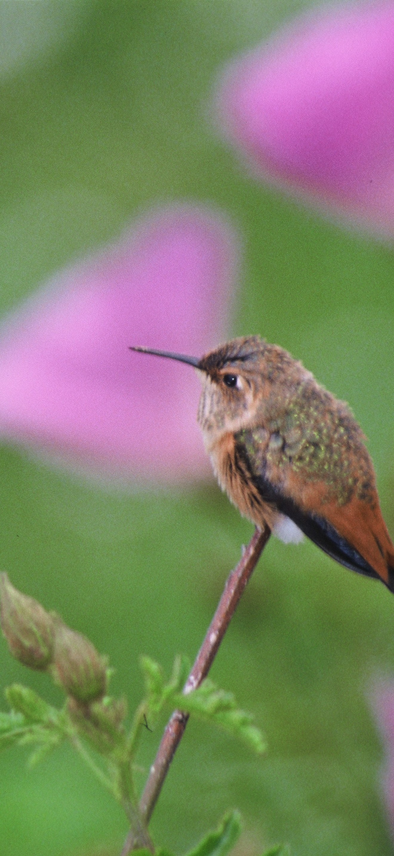 AllenHummingbird