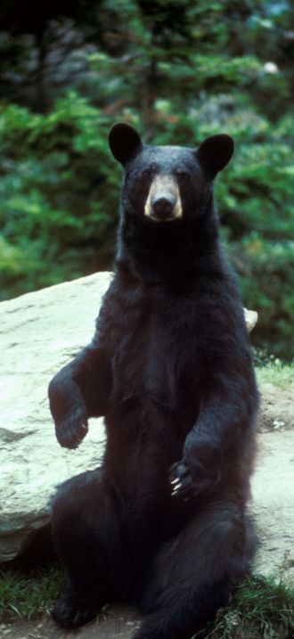 Black bear large