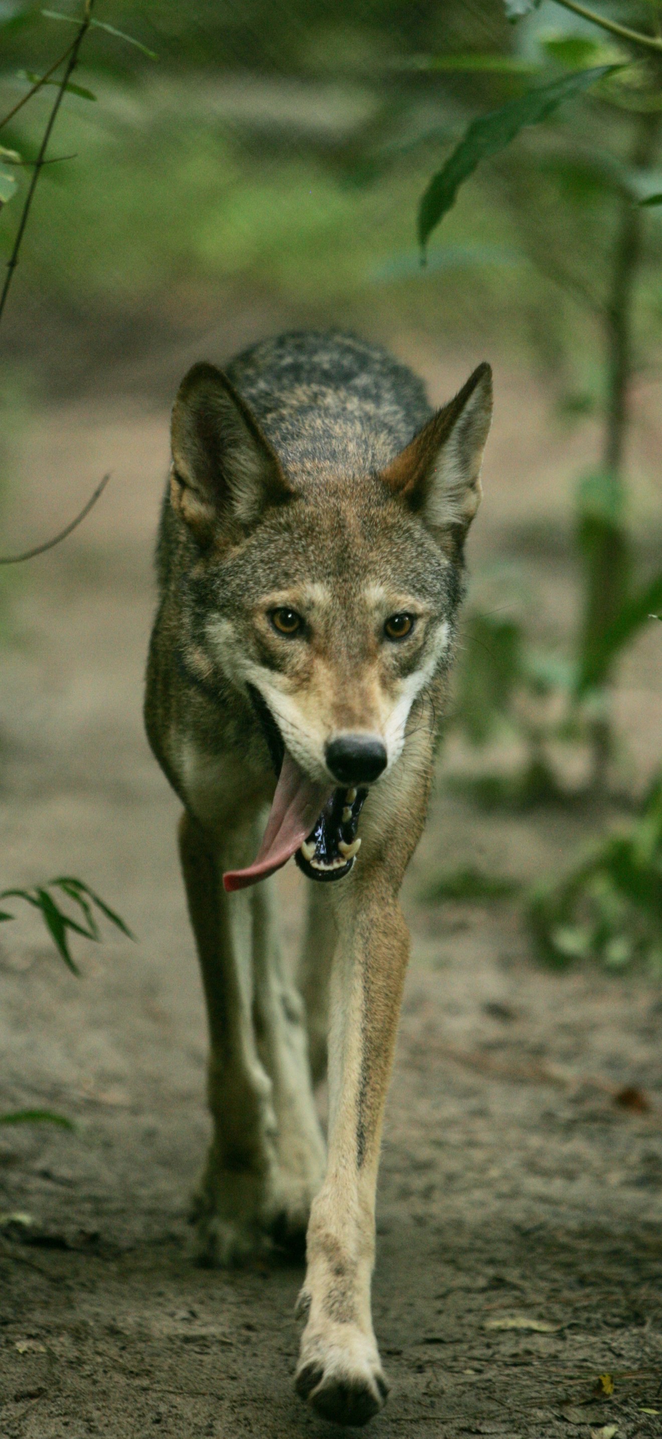 Red Wolf LO5S5245 original
