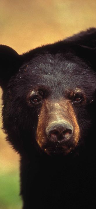 Close up american black bear face