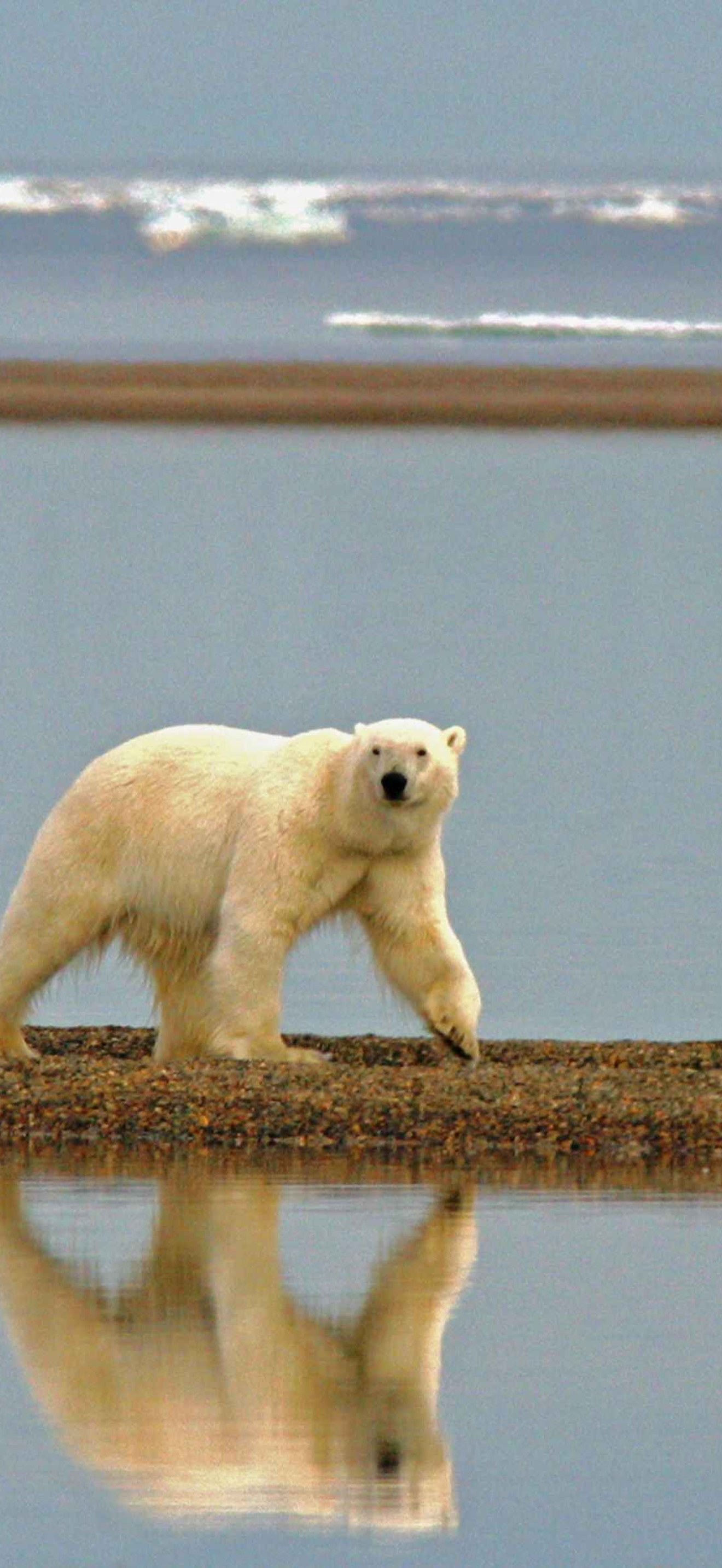 Polar bear walking along the coast