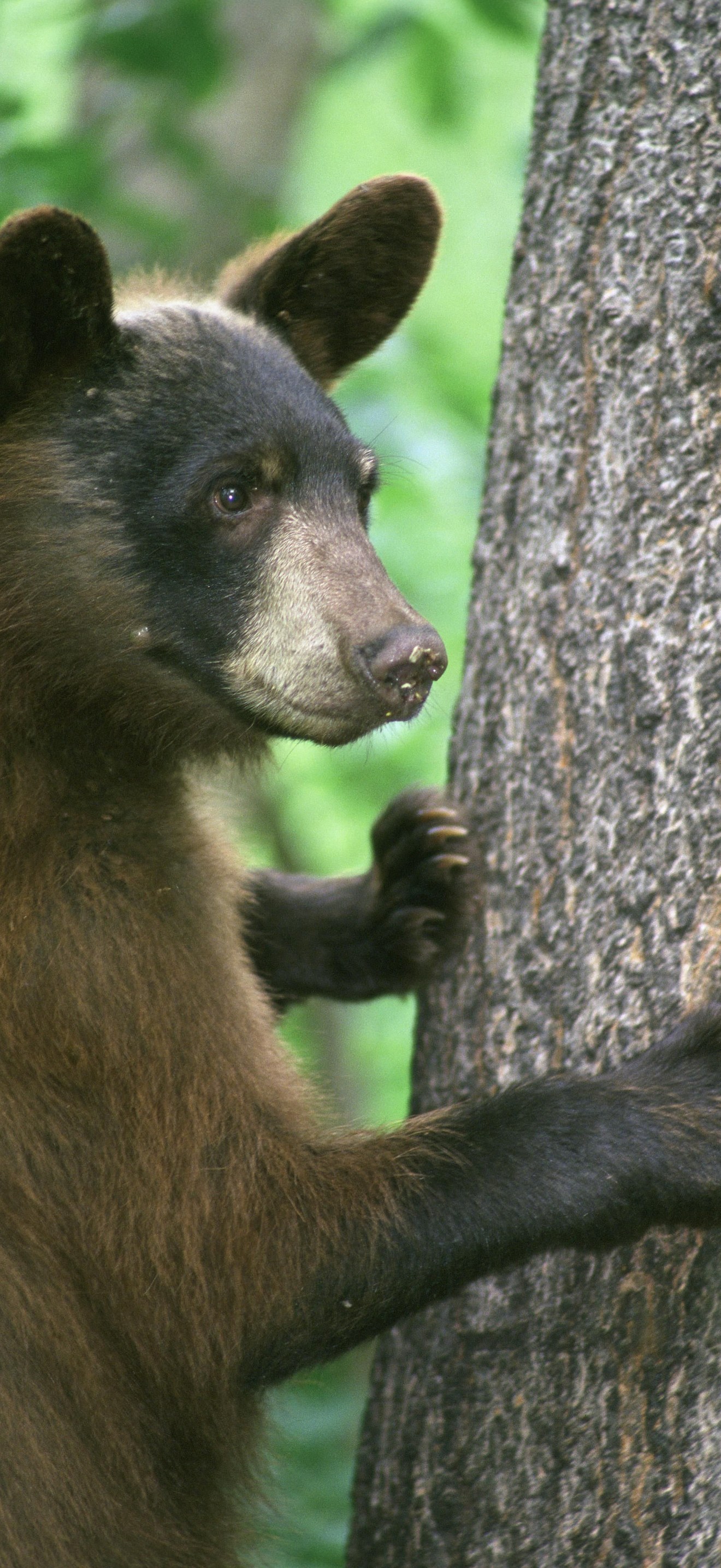 Young black bear standing with front legs grasping tree trunk