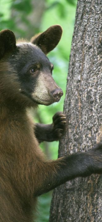 Young black bear standing with front legs grasping tree trunk
