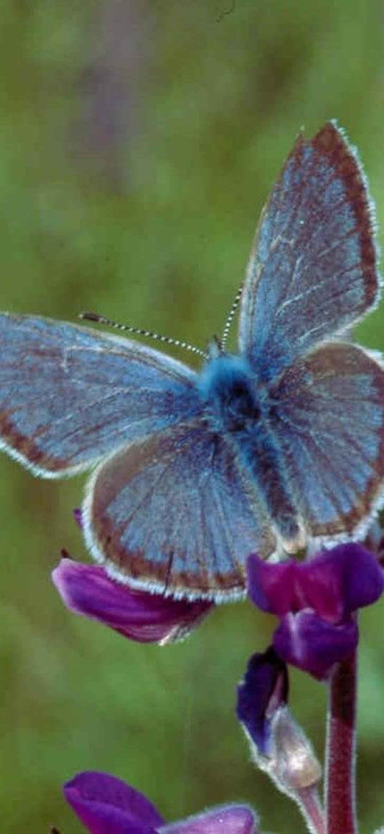 Willamette valley fenders blue butterfly icaricia icarioides fenderi