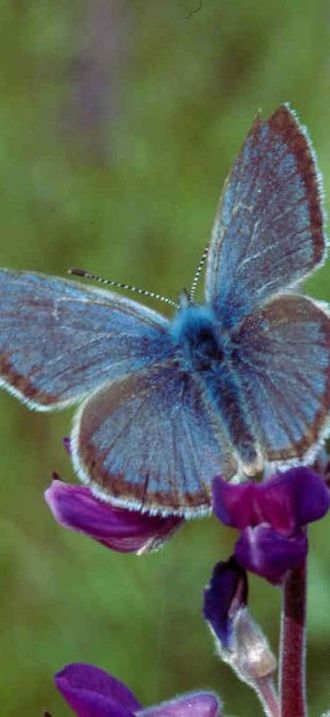 Willamette valley fenders blue butterfly icaricia icarioides fenderi