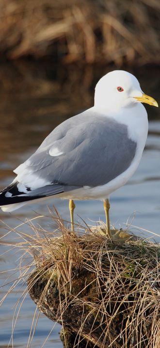 Larus brachyrhynchus, Potter's Marsh, Anchorage, Alaska