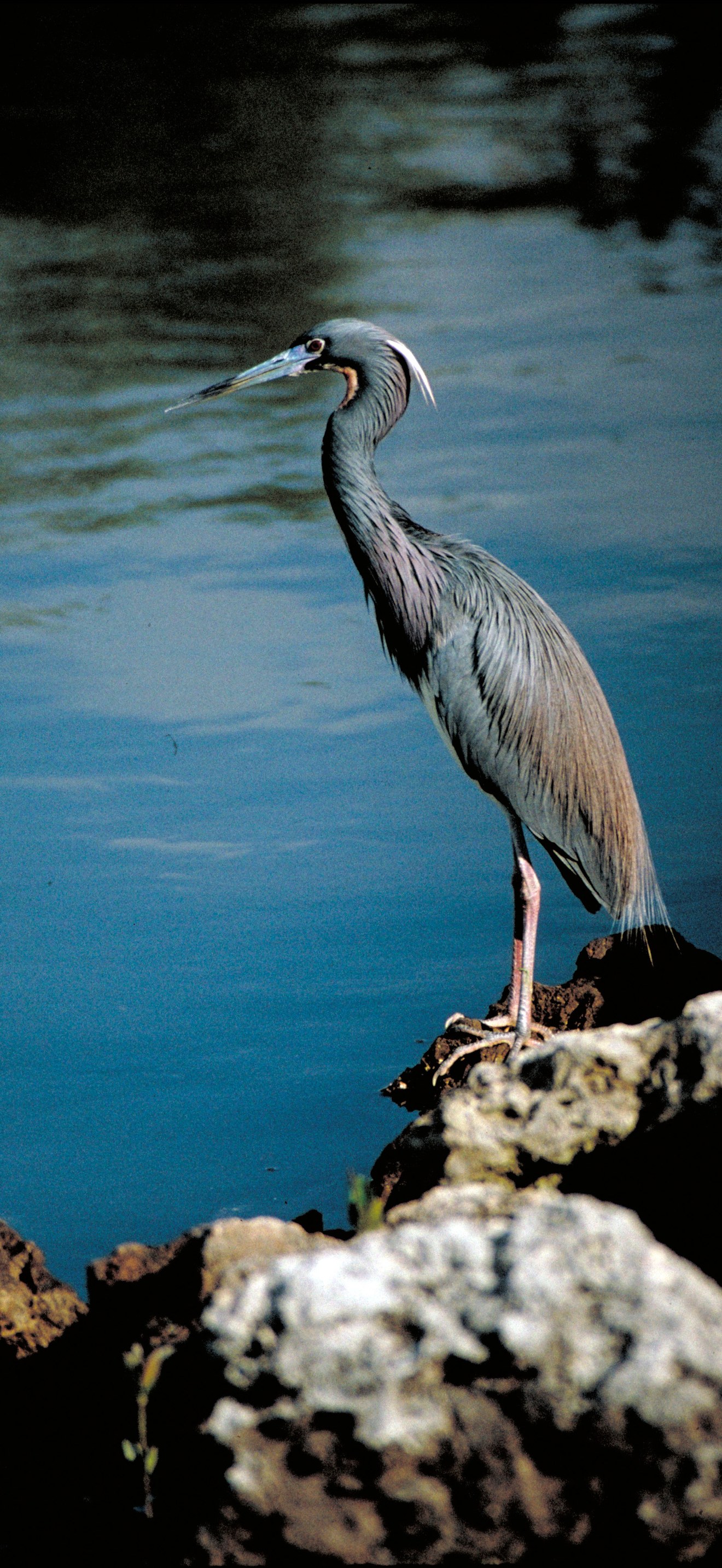 Ardea caerulea Thomas Barnes