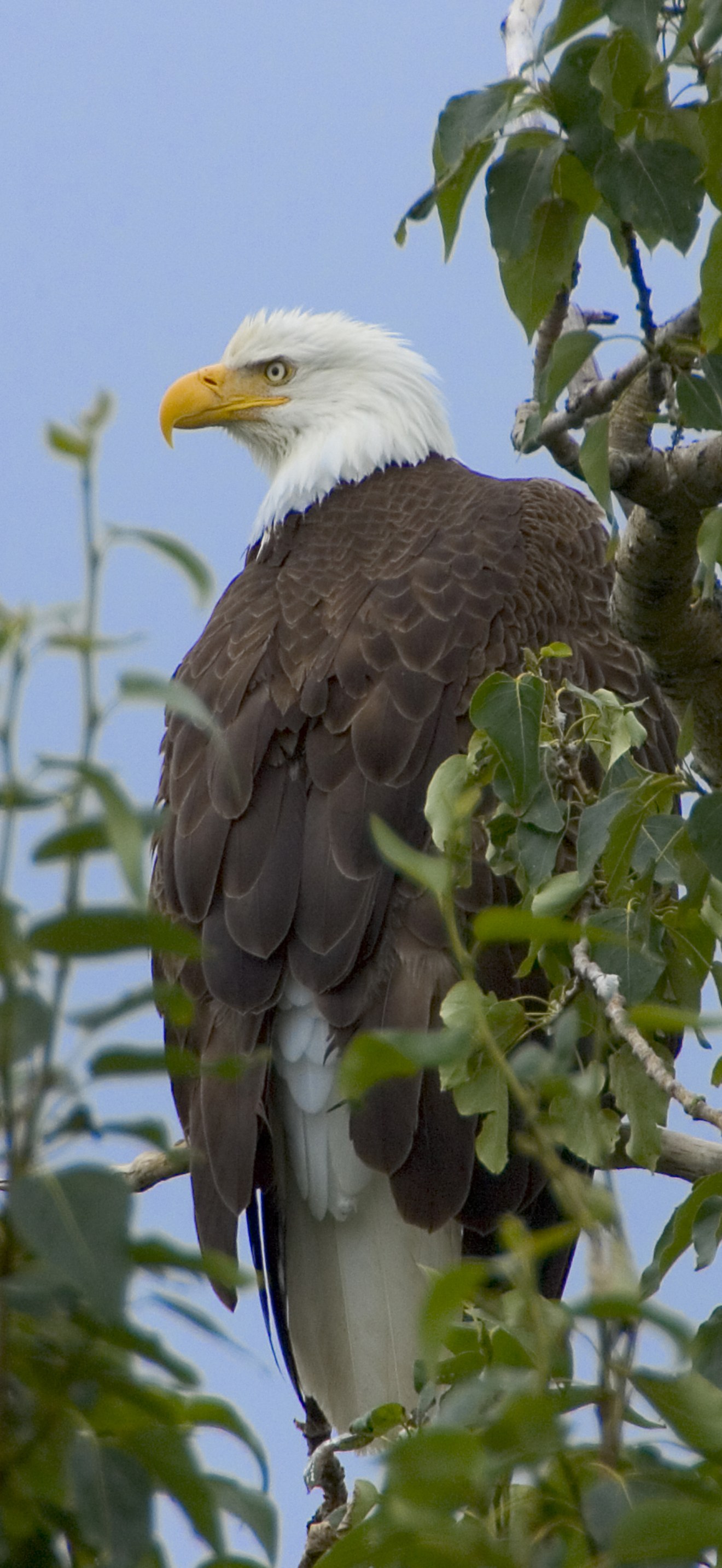 Haliaeetus leucocephalus-tree-USFWS