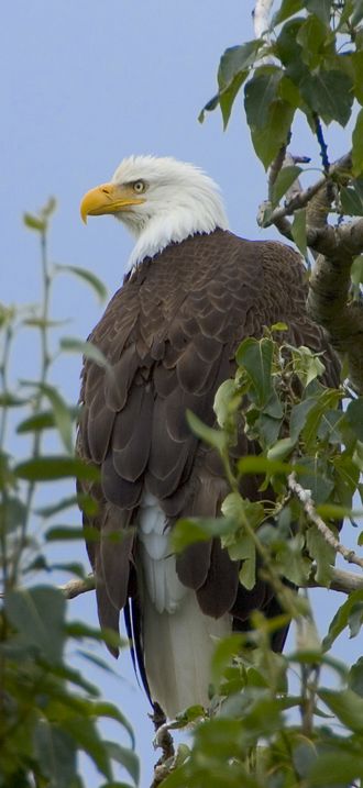 Haliaeetus leucocephalus-tree-USFWS