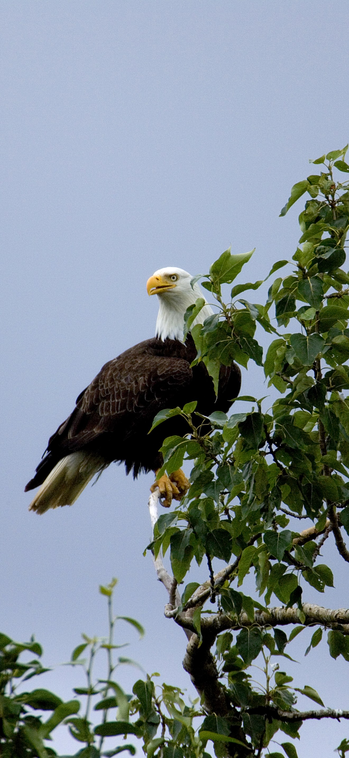 Haliaeetus leucocephalus-tree2-USFWS