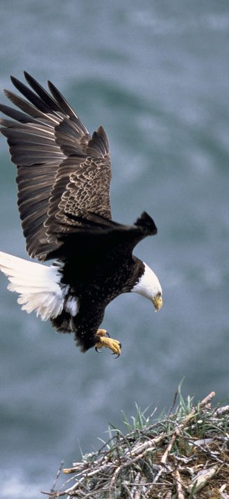 Haliaeetus leucocephalus2