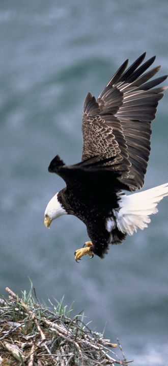 Haliaeetus leucocephalus2 flopped