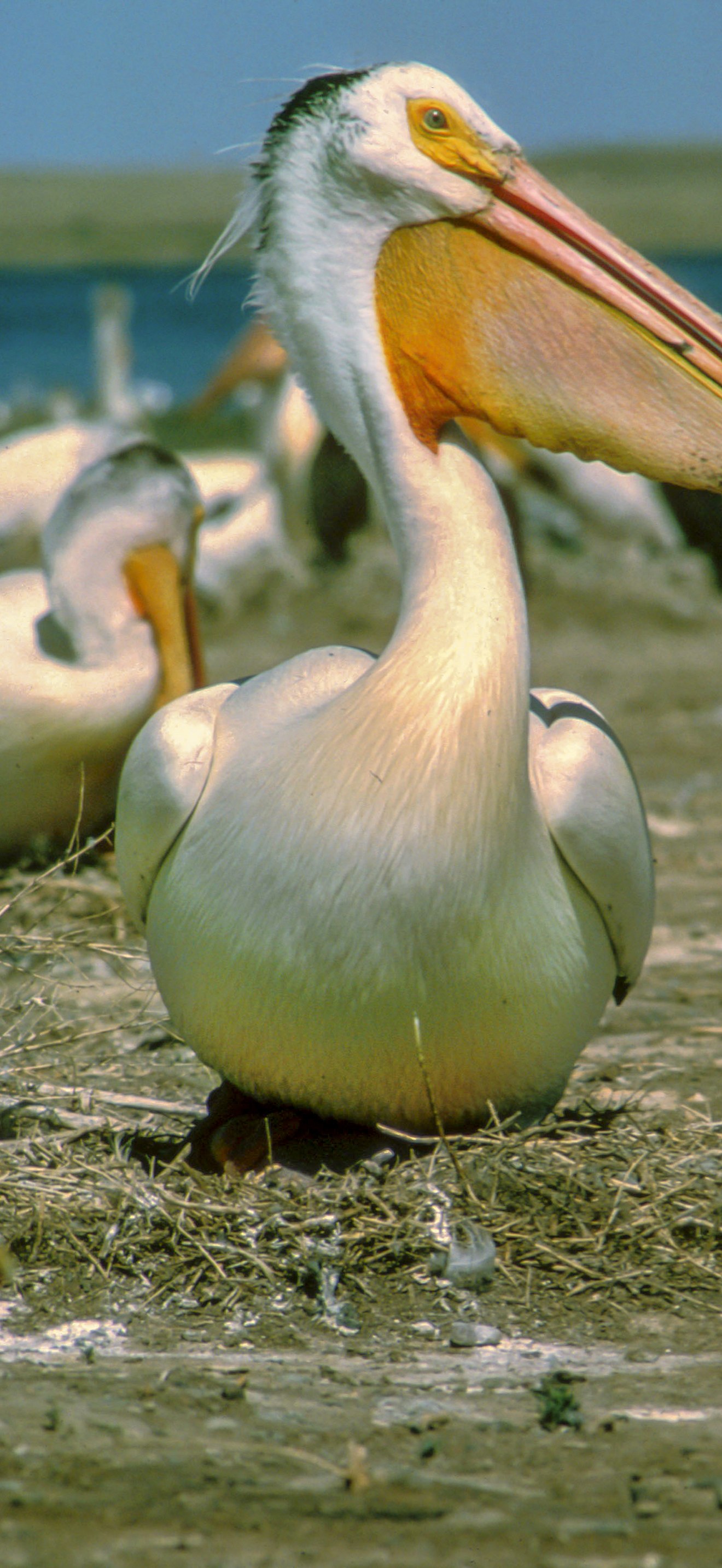 White Pelican