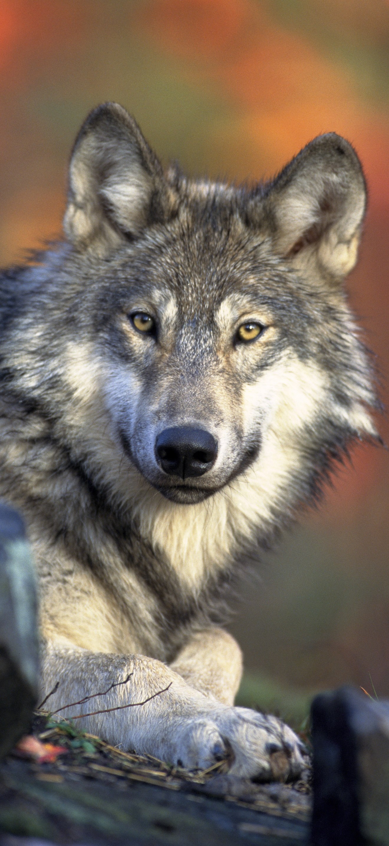 Front view of a resting Canis lupus ssp