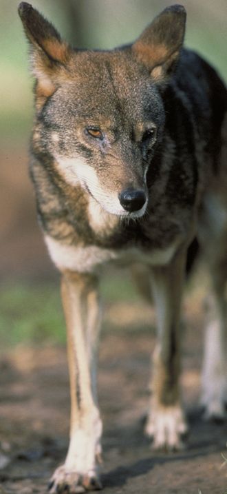 Canis rufus standing