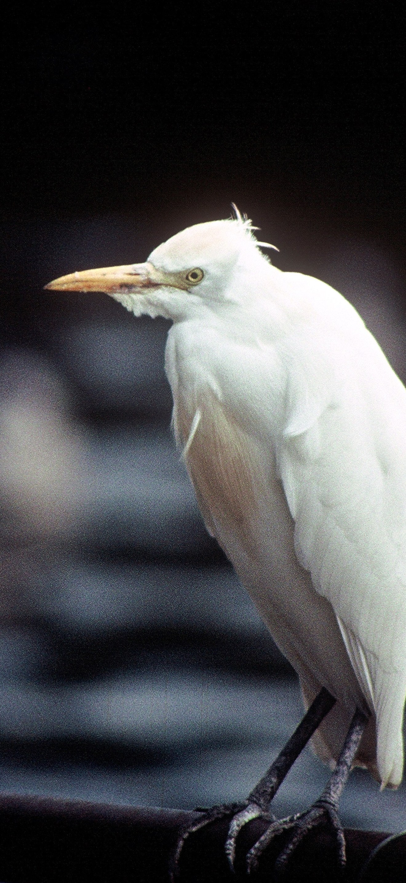Cattle Egret winter
