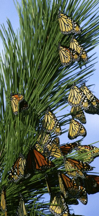 Monarch butterfly migration