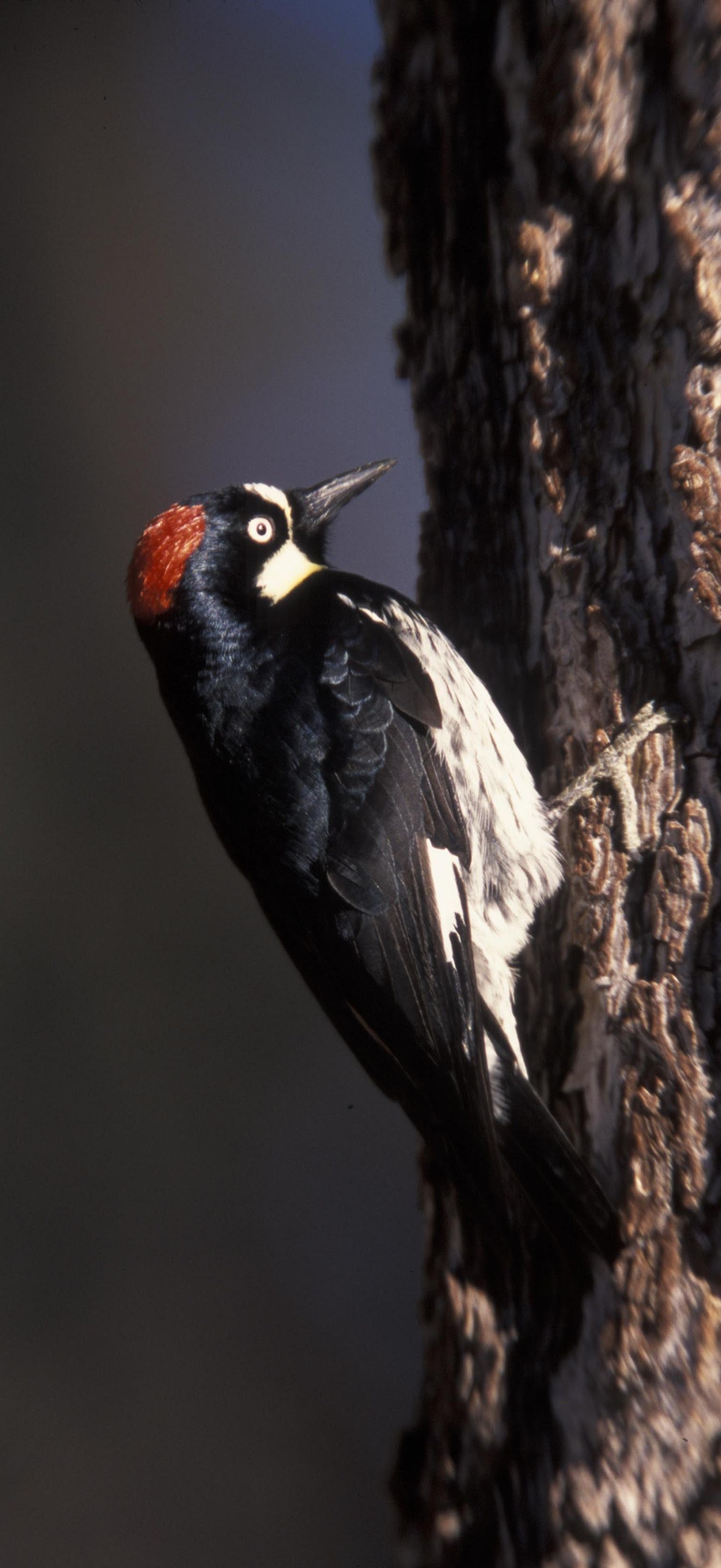 Acorn Woodpecker FWS 3