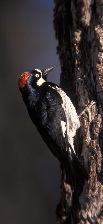 Acorn Woodpecker FWS 3