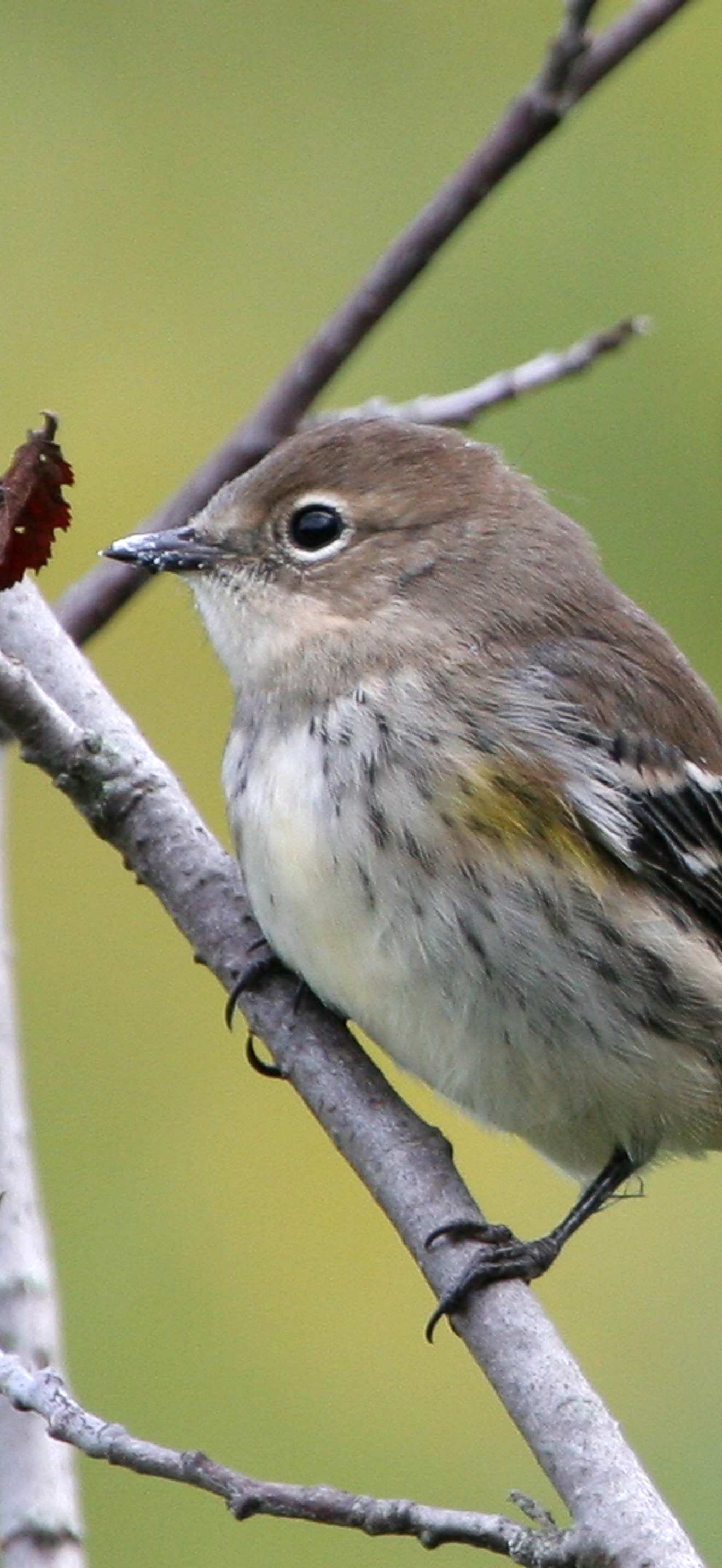 Dendroica coronata4