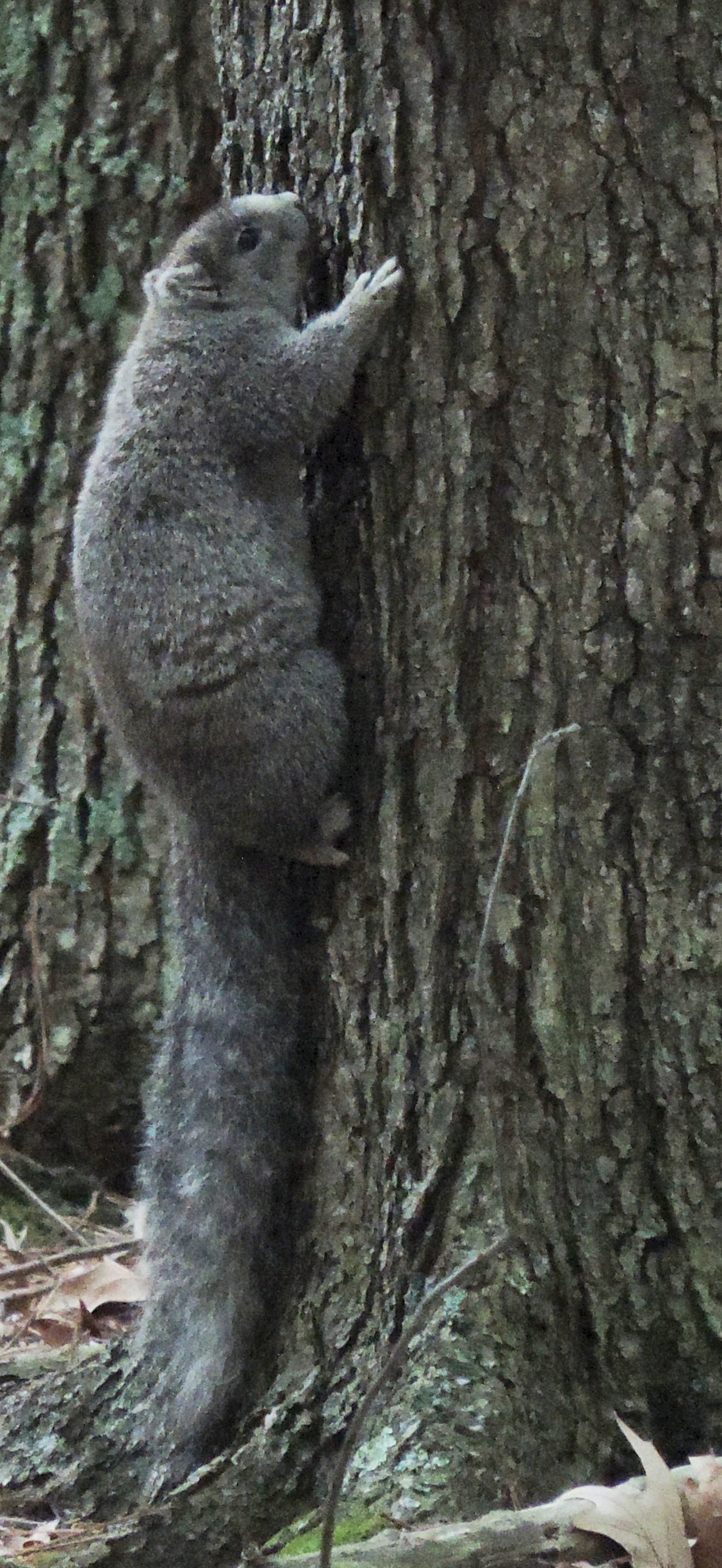 Delmarva Peninsula fox squirrel FWS 16735