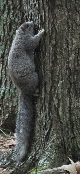 Delmarva Peninsula fox squirrel FWS 16735