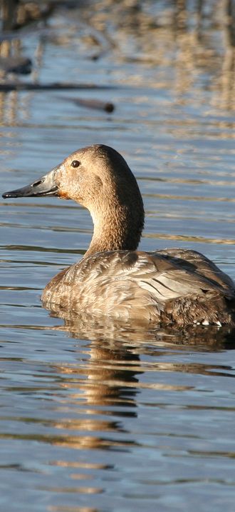 Canvasback hen FWS 14