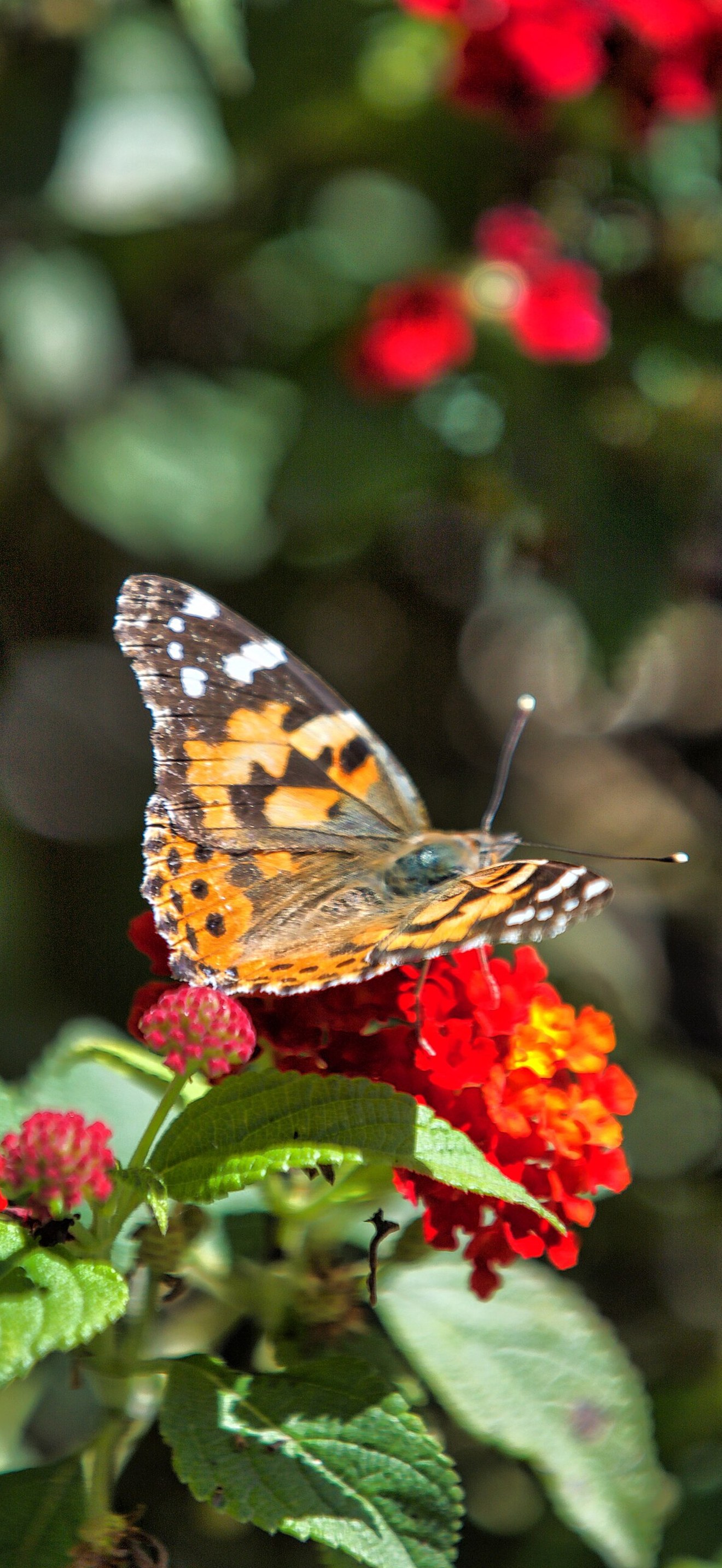 Painted Lady Butterfly