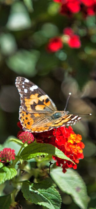 Painted Lady Butterfly