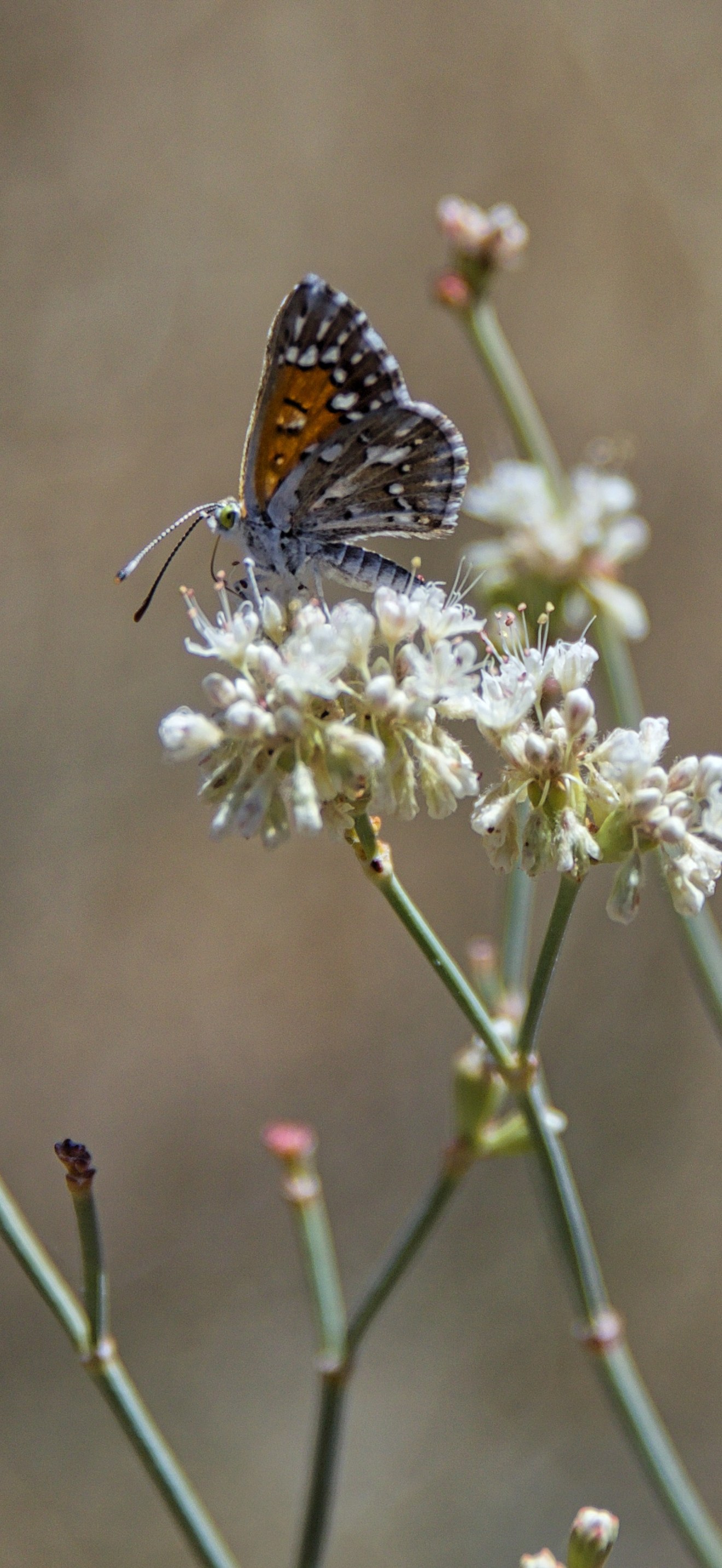 Lange's metalmark butterfly