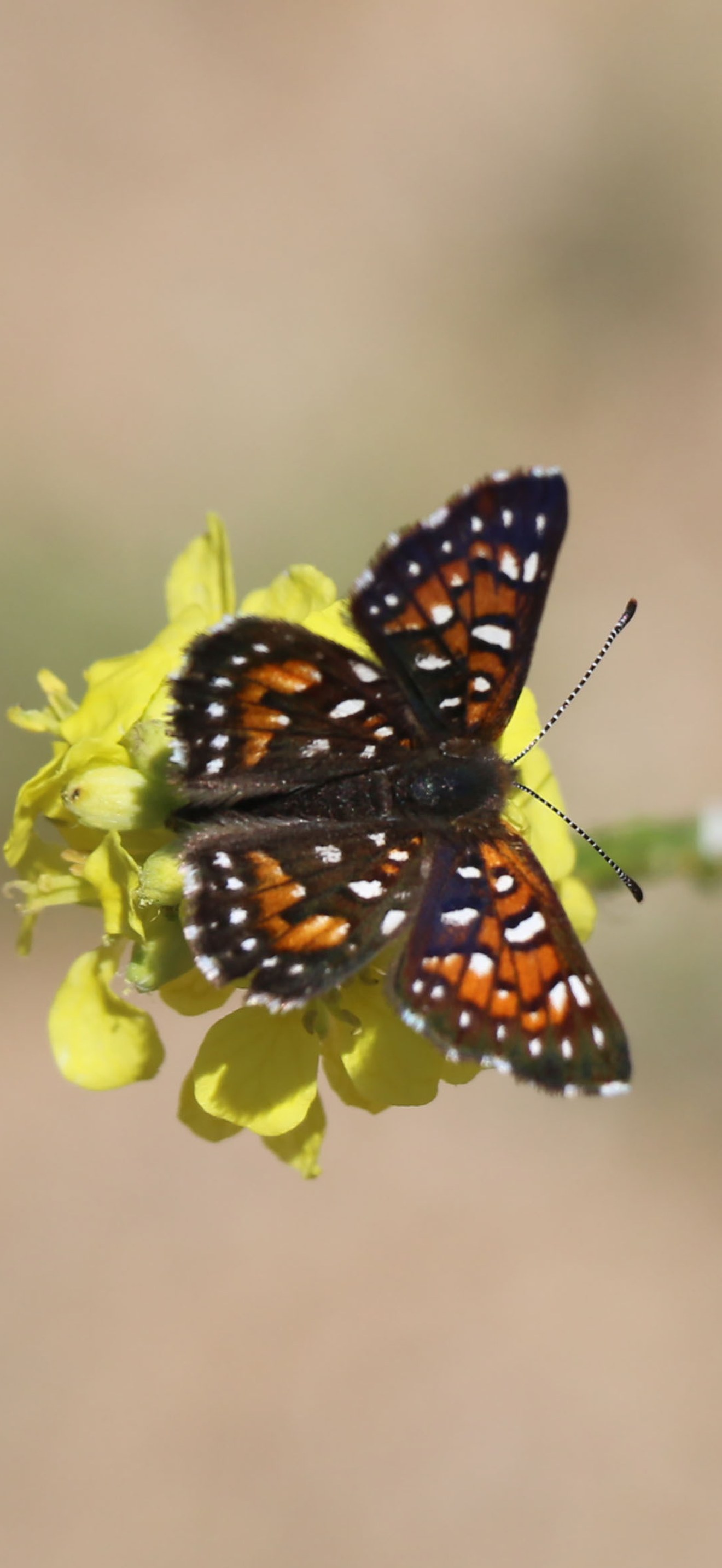 Metal mark butterfly