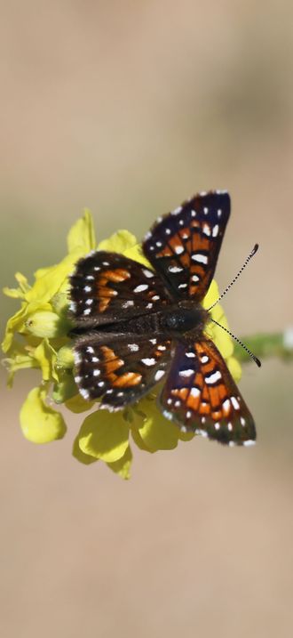 Metal mark butterfly