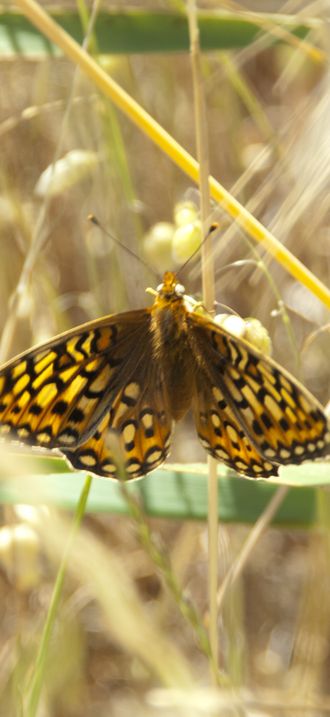 Callippe Silverspot Butterfly 2