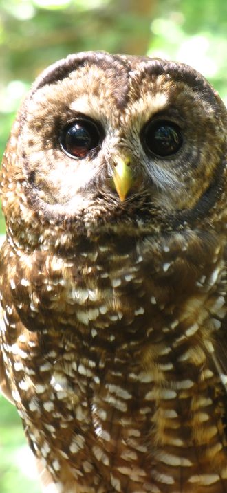 Northern Spotted Owl