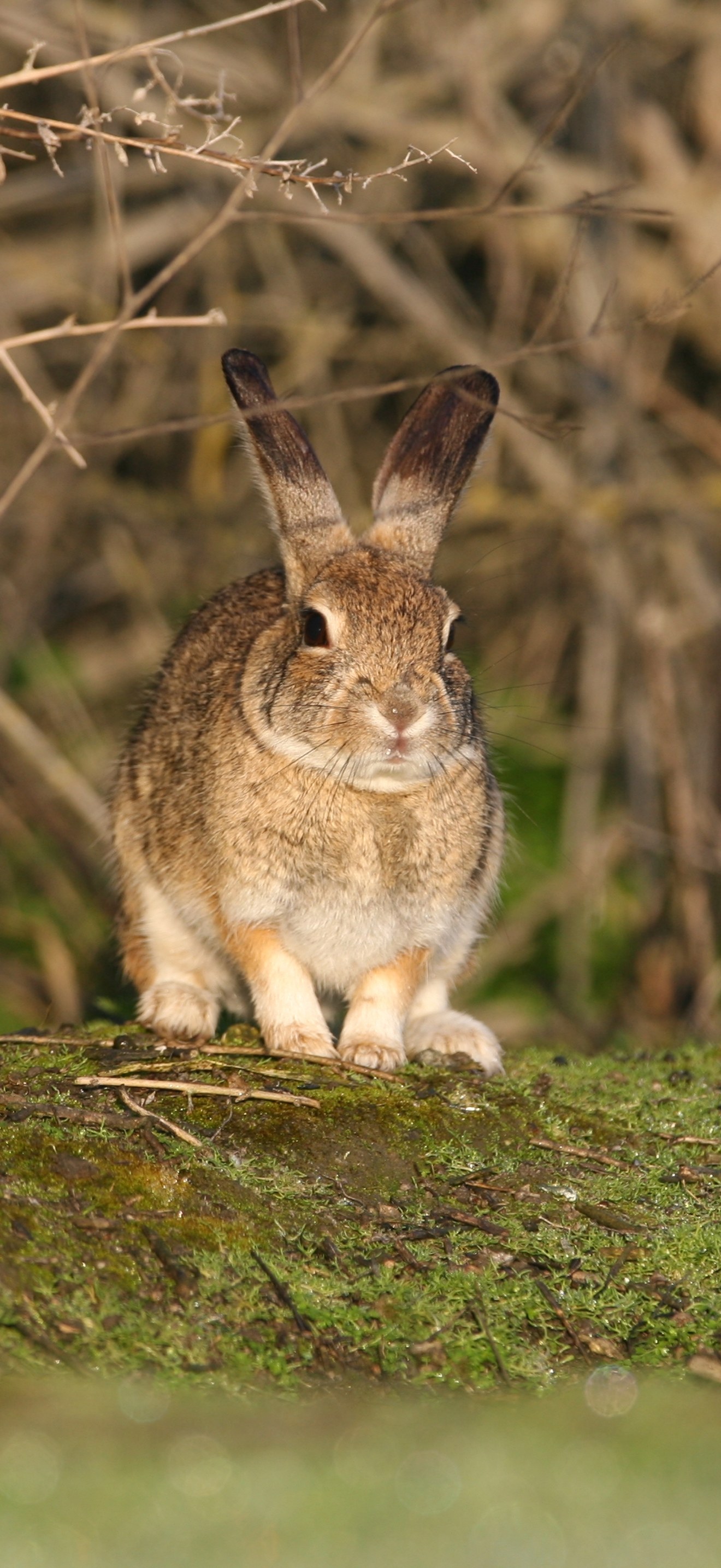 Riparian brush rabbits
