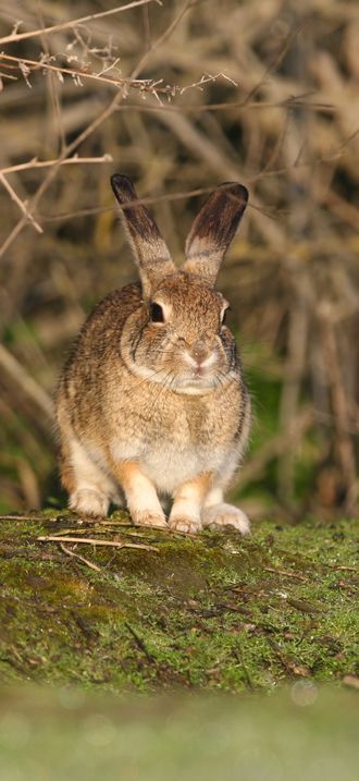 Riparian brush rabbits