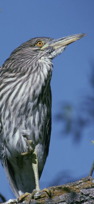 Nycticorax nycticorax FWS