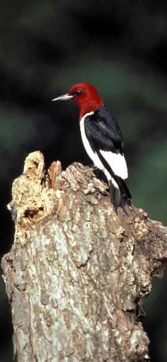Melanerpes erythrocephalus FWS (uncropped)