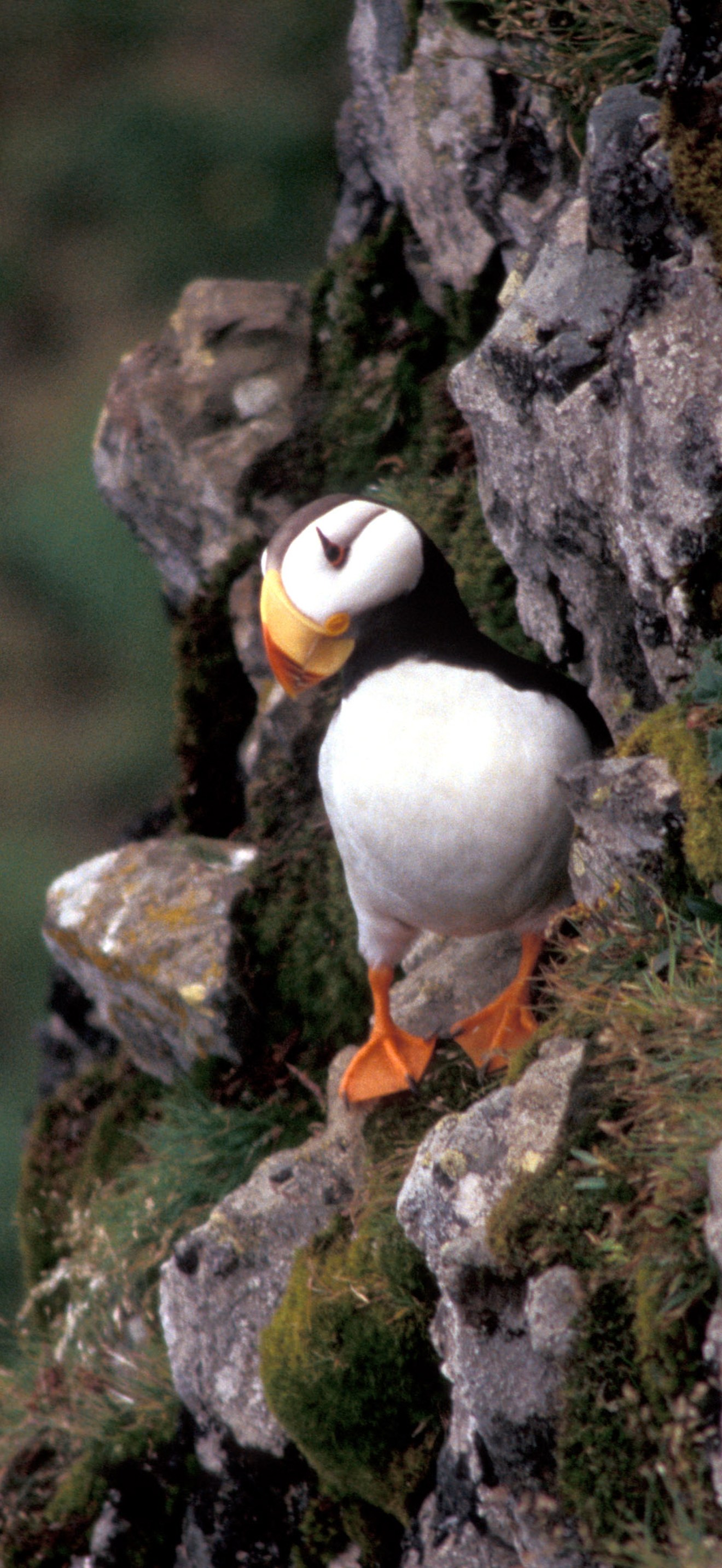 Horned Puffin, Hall Island