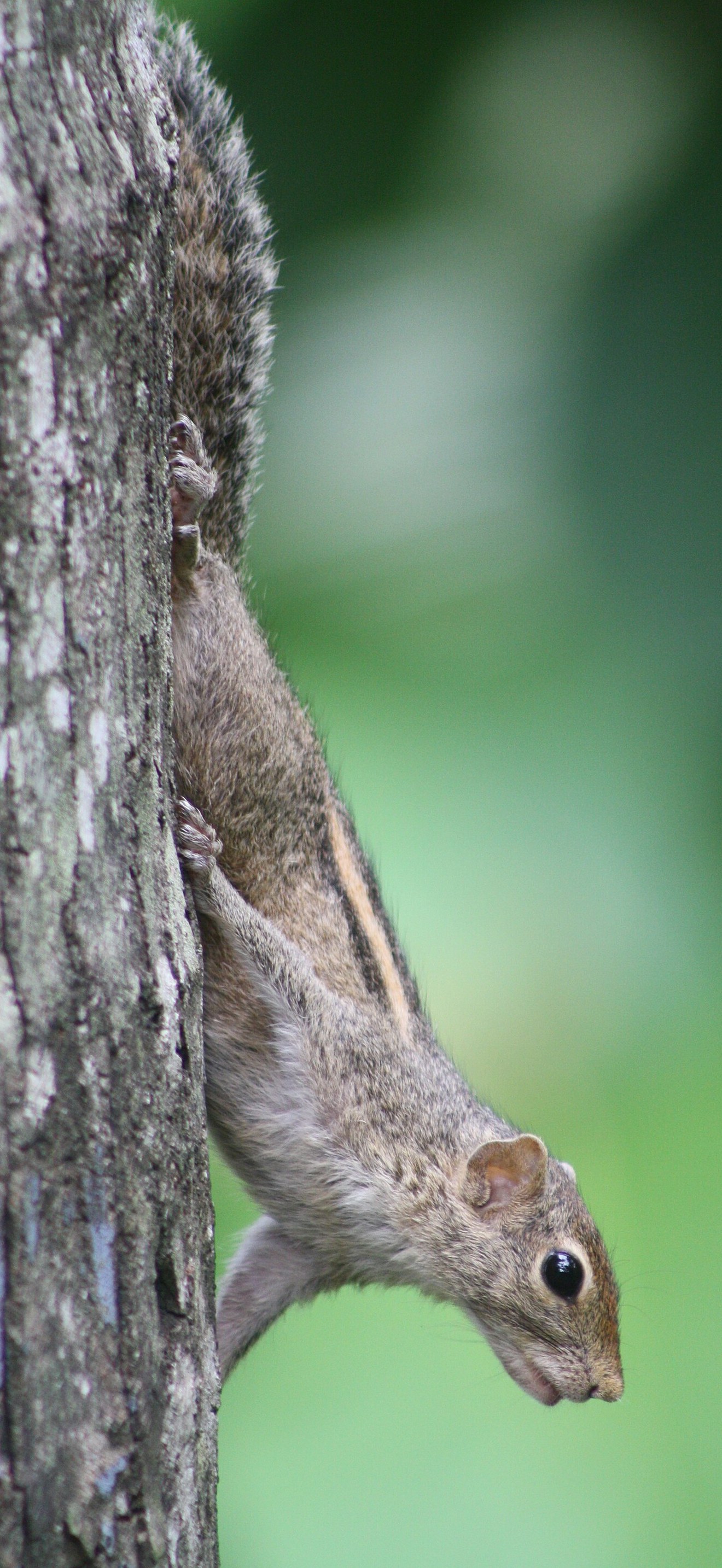 SquirrelSL