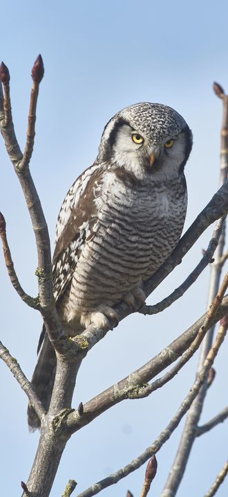 Northern hawk owl (Surnia ulula) (Schleswig Hostein)